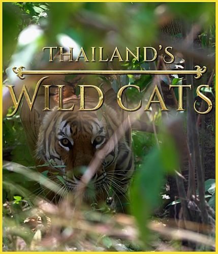 Дикие кошки Таиланда - Thailand°s Wild Cats