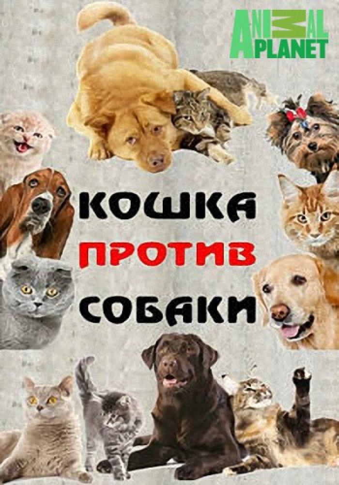 Кошка против собаки - Cat vs. Dog