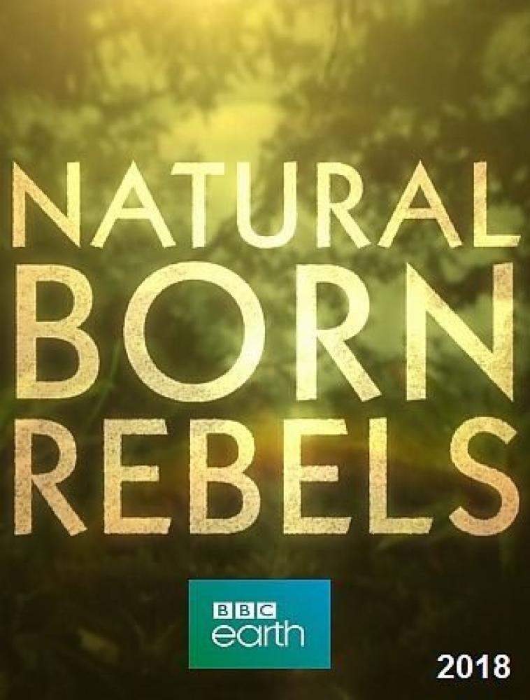 BBC: Прирождённые бунтари - Natural Born Rebels