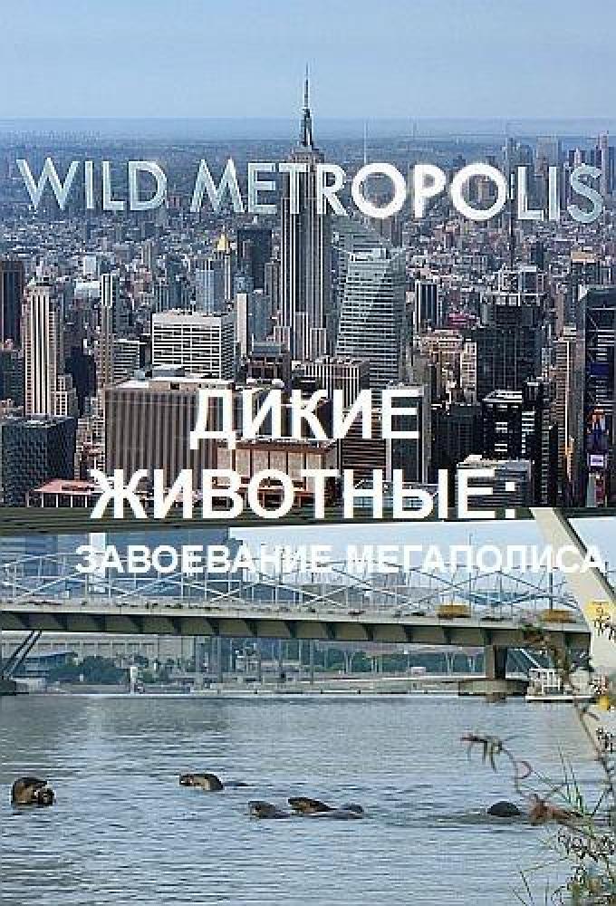 BBC: Дикие животные: Завоевание мегаполиса - Wild Metropolis