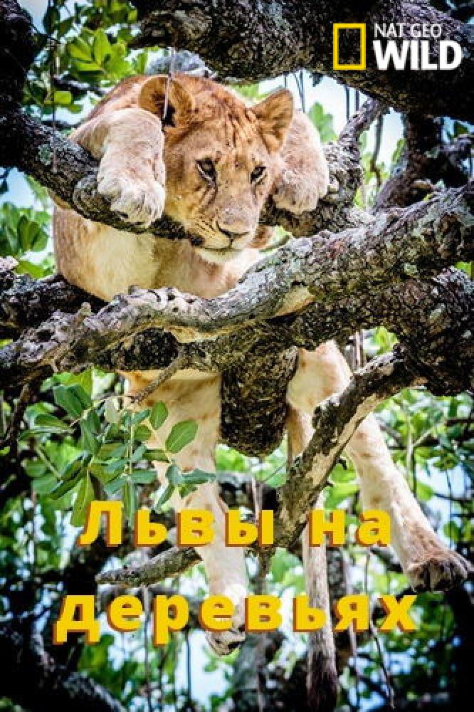 Львы на деревьях - Tree Climbing Lions