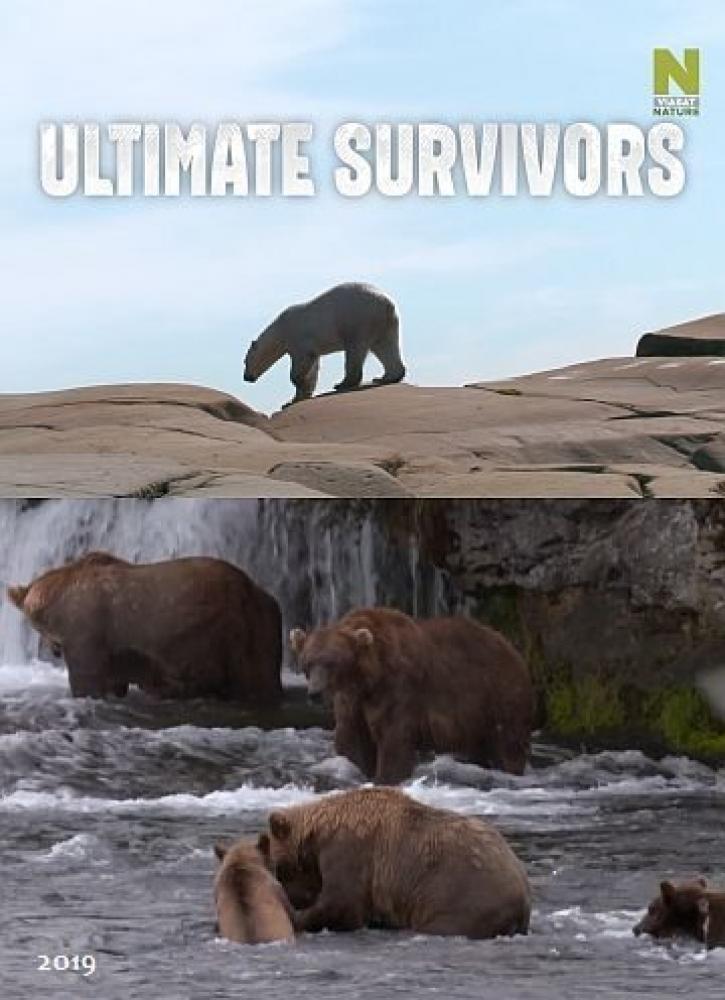 Как выживают медведи - Bears- Ultimate Survivors