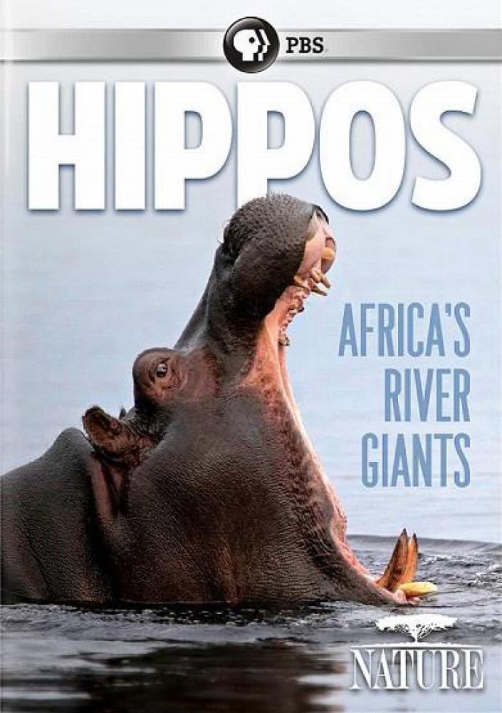 Бегемоты – жизнь в воде - Hippos- Africa°s River Giants