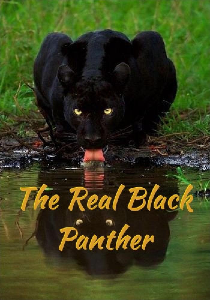 Настоящая чёрная пантера - The Real Black Panther