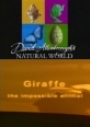 BBC: Наедине с природой: Жирафы - (BBC: Giraffe the impossible animal)