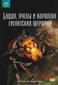 BBC: Живой мир (Мир природы): Будда, пчелы и королева гигантских шершней - (The Natural World. Buddha Bees and the Giant Hornet Queen)