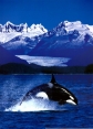 BBC: Плотоядные. Касатка - BBC: Wildlife Special - Killer Whale