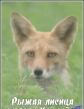     - Wilderness in Japan: Hokkaido Red Fox