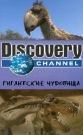 Discovery: Гигантские чудовища: Чудовищная птица (Ужасная птица) - (Mega Beasts: Terror Bird)