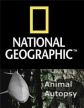 National Geographic: Анатомия крупнейших животных - (Animal Autopsy)