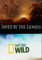 National Geographic: Спасенный львицей - (National Geographic: Saved by the lioness)