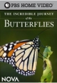 Невероятное путешествие бабочек - The Incredible Journey of the Butterflies