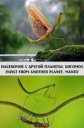    .  - Insect from another planet. Mantis