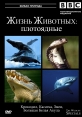 BBC: Жизнь животных - Плотоядные - BBC- The Wildlife Specials