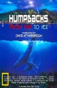 Горбатые киты. Из огня в лёд - Humpbacks. From Fire to Ice