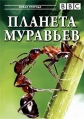 BBC: Планета муравьёв - Взгляд изнутри - Planet Ant- Life Inside the Colony