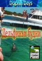 Дельфиньи будни - Dolphin Days