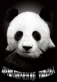 Приключения панды - Panda Andventure