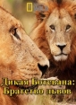 National Geographic:  :   - National Geographic- Wild Botswana- Lion Brotherhood
