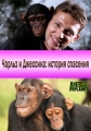 Чарльз и Джессика - история спасения - Charles and Jessica. A Chimp Tale