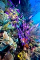 Жизнь на Большом Барьерном рифе - Life on the Barrier Reef