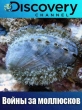 Войны за моллюсков - Dive Wars Australia
