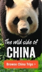 Дикая природа Китая. Удивительные животные - China's wild side