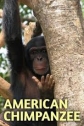 Американские шимпанзе: Шимпанзе в неволе - American chimpanzee- Chimps in captivity