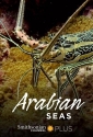 Моря Аравийского полуострова - Arabian Seas