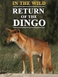 Все о Динго - In the Wild Return of the Dingo