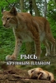 Рысь – крупным планом - Lynx - Close Up