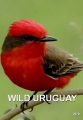    - Wild Uruguay