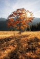 Осень в Карпатах - An Autumn in Carpathians