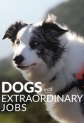 Удивительные профессии собак - Dogs with extraordinary jobs