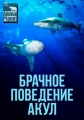 Брачное поведение акул - Shark Sex