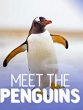 Знакомство с пингвинами - Meet the Penguins